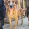 Sanfter Rüde ♥Amigo♥ erwartet dich schon in 74749 Rosenberg