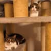 Die Brüder Tito und Toto Fiv+, unser DreamTeam