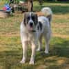 Ozora sucht ein liebevolles Zuhause