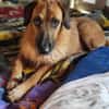 Sanfter ♥ Oscar ♥ wartet schon in 74749 Rosenberg