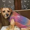 Lisa sucht dringend liebevolles Zuhause