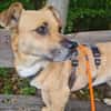 Lisa sucht dringend liebevolles Zuhause