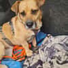 Lisa sucht dringend liebevolles Zuhause