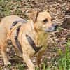Lisa sucht dringend liebevolles Zuhause