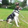 Lio sucht ein geduldiges Zuhause