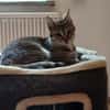Liebevolle Suzi sucht ihr Kuschelkörbchen