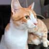 Kater Portis sucht sein Zuhause