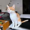 Kater Portis sucht sein Zuhause