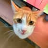 Kater Portis sucht sein Zuhause