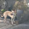 Aluna (jetzt Luna) sucht ein Zuhause