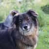 Unkomplizierter Rüde BAVIN sucht ein neues Zuhause!