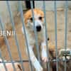 BENJI 💙💙💙 wünscht sich ein Zuhause
