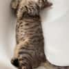 Neugieriger Kater Woody