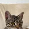 Neugieriger Kater Woody