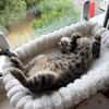 Neugieriger Kater Woody