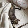 Neugieriger Kater Woody
