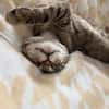 Neugieriger Kater Woody
