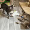 Dina u. Daisy suchen ein liebevolles Zuhause