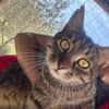 Schmusekater Tiger sucht passende Dosenöffner
