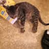 Schmusekater Tiger sucht passende Dosenöffner
