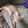 Schmusekater Tiger sucht passende Dosenöffner