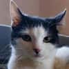 CHER-bezaubernde, hübsche Katzen-Dame
