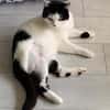 CHER-bezaubernde, hübsche Katzen-Dame