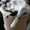 CHER-bezaubernde, hübsche Katzen-Dame