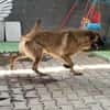 Lucky sucht ein Zuhause