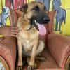 Lucky sucht ein Zuhause