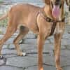 Familien Hund Zara sucht ein Körbchen