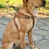 Familien Hund Zara sucht ein Körbchen