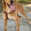 Familien Hund Zara sucht ein Körbchen