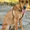 Familien Hund Zara sucht ein Körbchen