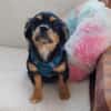 Frodo -vorvermittelt-