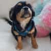 Frodo -vorvermittelt-