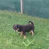 Frodo -vorvermittelt-
