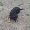 Frodo -vorvermittelt-