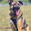 Marley sucht ein aktives Zuhause