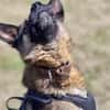 Marley sucht ein aktives Zuhause