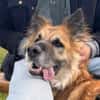 Imposanter Koda sucht Zuhause