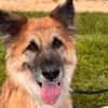 Imposanter Koda sucht Zuhause