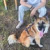 Imposanter Koda sucht Zuhause