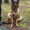 Mila sucht ihre Menschen