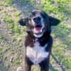 BOBBY ca. 11 J. sucht Gnadenbrotplatz