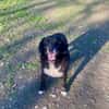 BOBBY ca. 11 J. sucht Gnadenbrotplatz