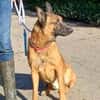 Malinois-Mix ROCKY wartet in 07806 Weira