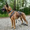 Malinois-Mix ROCKY wartet in 07806 Weira