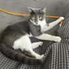Simba u. Carlos suchen ein ruhiges Zuhause