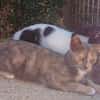 Lola sucht ihr Zuhause
